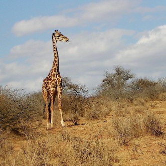 Lone Giraffe in Serengeti