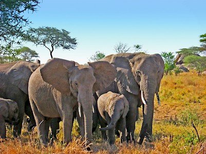 Elephants on the Serengeti