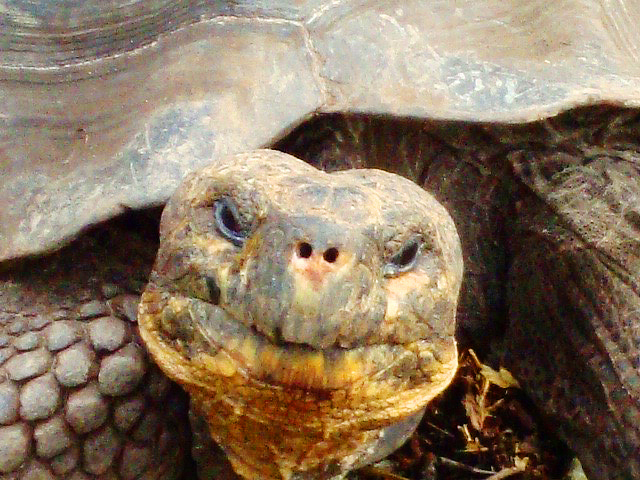 Old Giant Tortoise - Galapagos Island